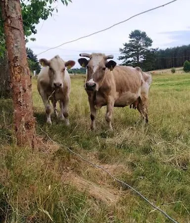 別荘 Wrzosowe Wzgorze - Wiejski